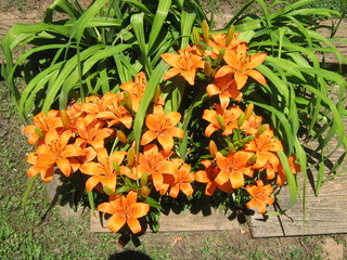 Tiger Lilys