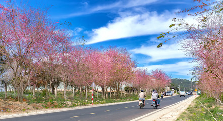 Da Lat, Vietnam - January 13, 2018: Tourists enjoy spring inside cherry tree flamboyance in morning...