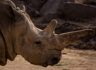 Rhino