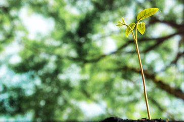 Bud leaves of young plant seeding in forest