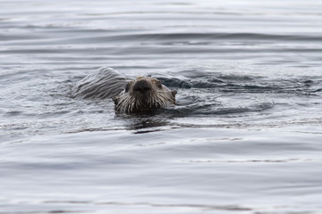 Obraz premium The head of a sea otter floating in the water near the shore in winter