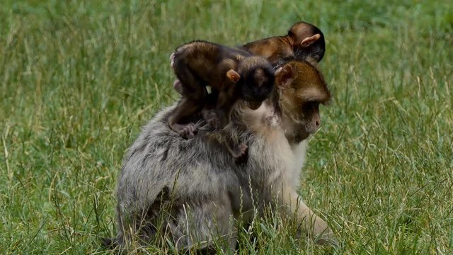 Female monkey picking food while carrying two her babies on the back, handheld camera shot