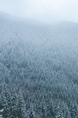 foggy snow covered forest