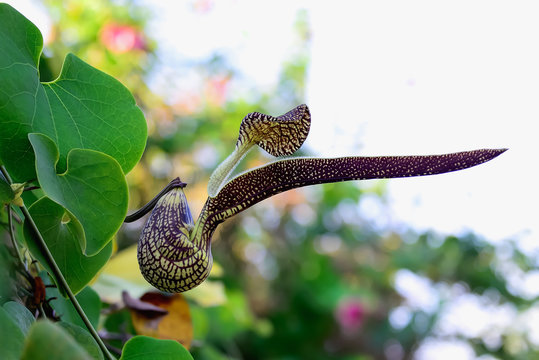 Aristolochia ringens flower