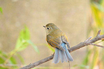 ルリビタキ　メス