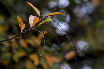  Branch of Patterns and Textures on Autumn Colored Leaves