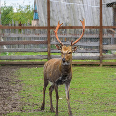 One deer with large horns in a spacious enclosure in the summer.