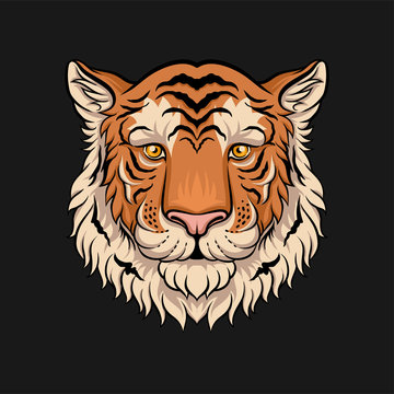 Head of tiger, face of wild animal hand drawn vector Illustration