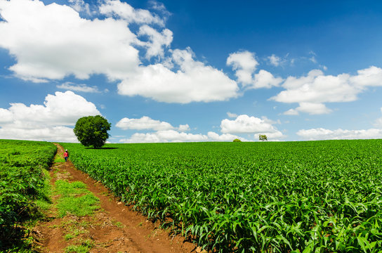 Corn field