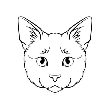 Black and white sketch of cats head, face of pet animal hand drawn vector Illustration