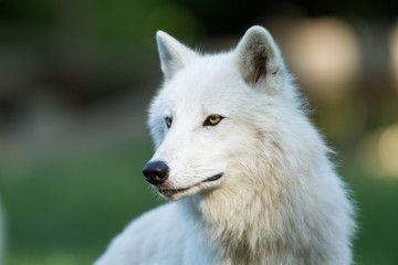 White Wolf Animal