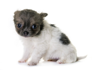 puppy chihuahua in studio