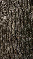 Tree bark texture