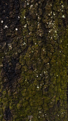 Moss and tree bark texture