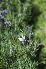 Bushes of fresh wild purple fragrant lavender in garden