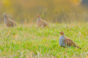 Grey Partridge (Perdix perdix)