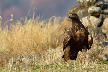 Golden Eagle Sitting on the Ground