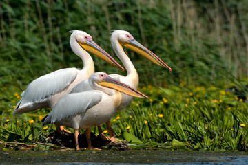 White Pelican (Pelecanus onocrotalus)