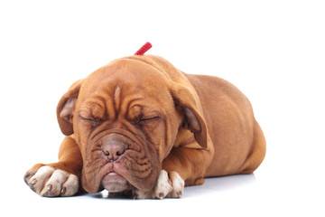 little french mastiff puppy is sleeping