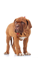 adorable french mastiff puppy standing