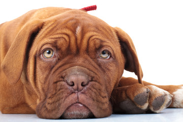 closeup of a french mastiff puppy lying down
