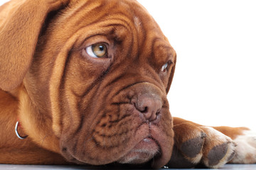 close up of a french mastiff puppy's head looking away