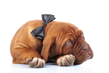 tired dogue de brdeaux puppy wearing bowtie is resting