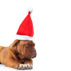 cute french mastiff wearing santa hat