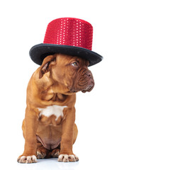 cute french mastiff puppy wearing red hat looks to side