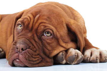 tired little puppy resting its head on paws