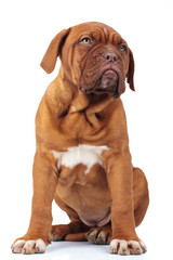seated french mastiff puppy dog looks away to side