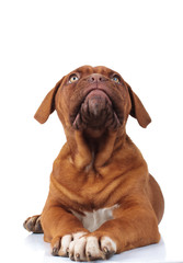 curious little dogue de bordeaux puppy dog looks up