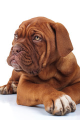 cute brown puppy dog lies down and looks to side