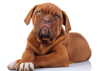 beautiful french mastiff puppy dog lying down