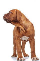 curious dogue de bordeaux puppy looks to side