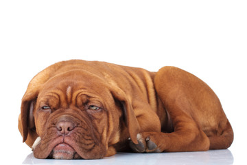 side view of a tired french mastiff puppy