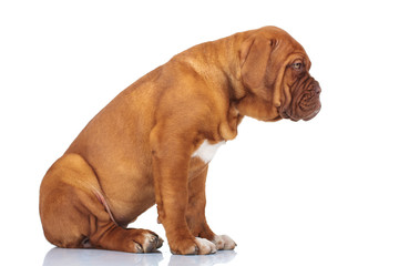 side view of a lazy puppy dog sitting