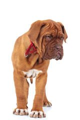 dogue de bordeaux puppy is standing