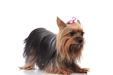 cute little yorkshire terrier lyig down on its front paws