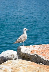 Seagull sitting on a rock with the ocean to the rear, Vilamoura, Portugal.