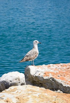 Seagull sitting on a rock with the ocean to the rear, Vilamoura, Portugal.