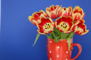 Tulip flower. bright red tulips in a red polka dot glass on a bright blue background. Spring time. Spring mood
