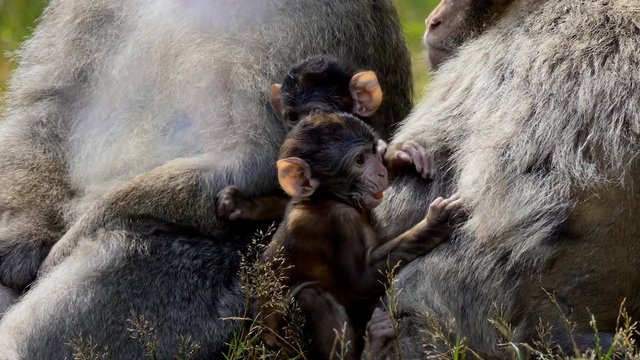 Close-up of family of four Barbary Macaque, Macaca Sylvanus monkeys apes with two little babies sitting on the grass in the sunshine