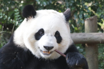 Close-up Giant Panda's Face, Chengdu Panda Base