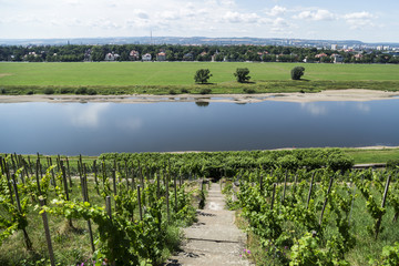 Fototapeta na wymiar Vineyards on hill near river in a summer day.