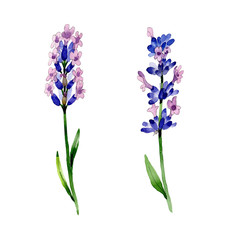 Wildflower lavender flower in a watercolor style isolated. Full name of the plant: lavender. Aquarelle wild flower for background, texture, wrapper pattern, frame or border.