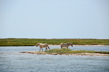 Pony, Strand, Meer, Wasser, Gras, Insel