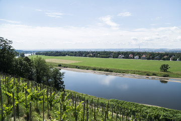 Fototapeta na wymiar Vineyards on hill near river in a summer day.