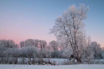 frosty evening in poplar grove