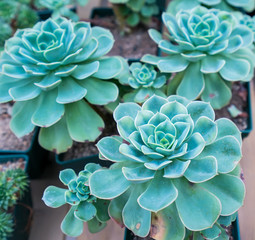  Miniature succulent plants in garden